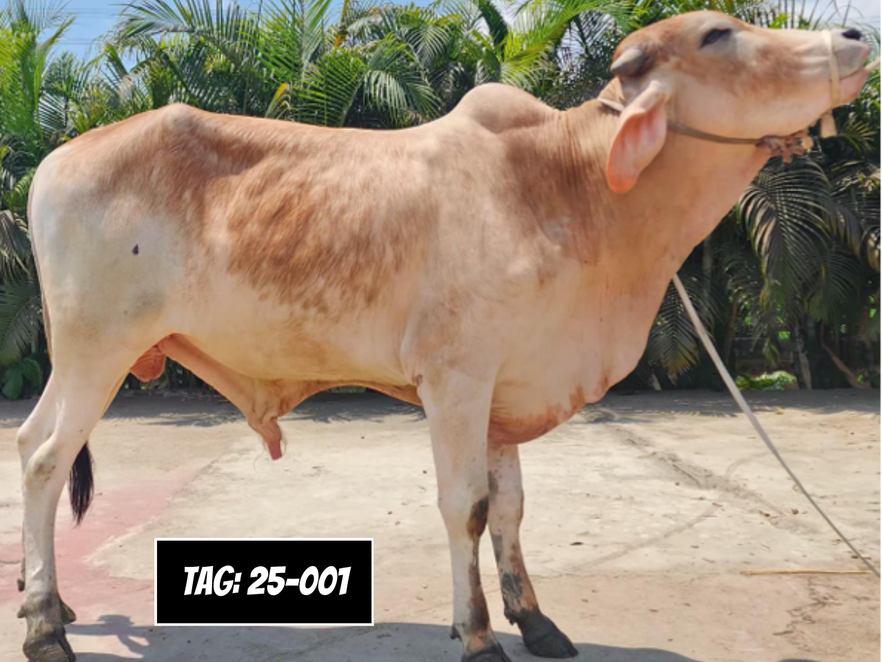 Picture of Deshi: Reddish white (Tag No- 25-001)