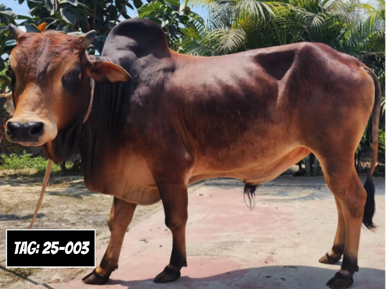 Picture of Deshi: Red (Tag No- 25-003)