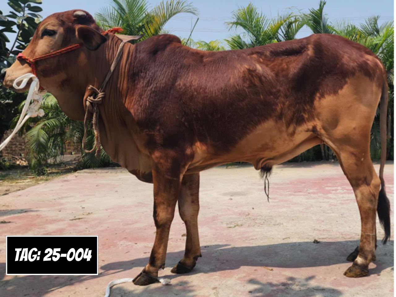 Picture of Deshi: Red (Tag No- 25-004)