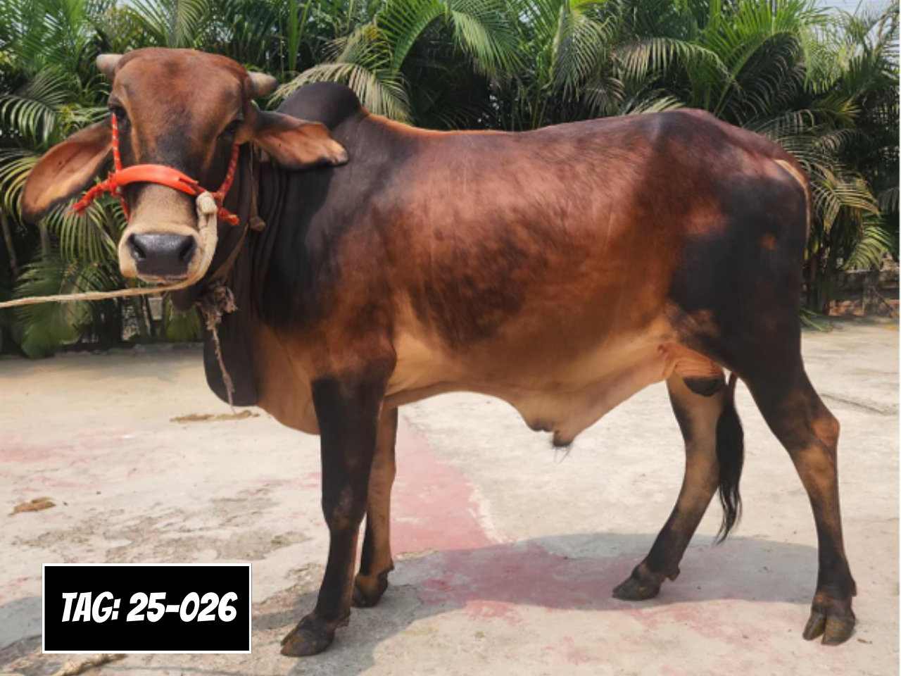 Picture of Deshi Shahiwal: Red (Tag: 25-026)