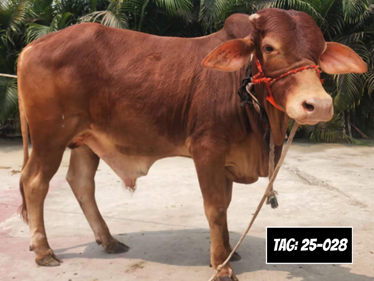Picture of Deshi Shahiwal: Red (Tag: 25-028)