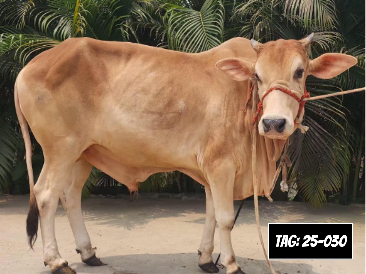 Picture of Deshi Shahiwal: White (Tag: 25-030)