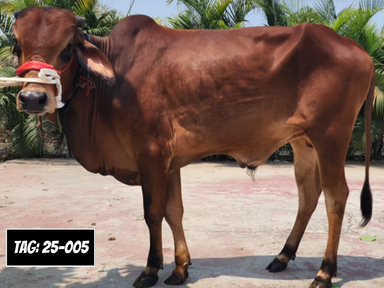 Picture of Deshi: Red (Tag No- 25-005)