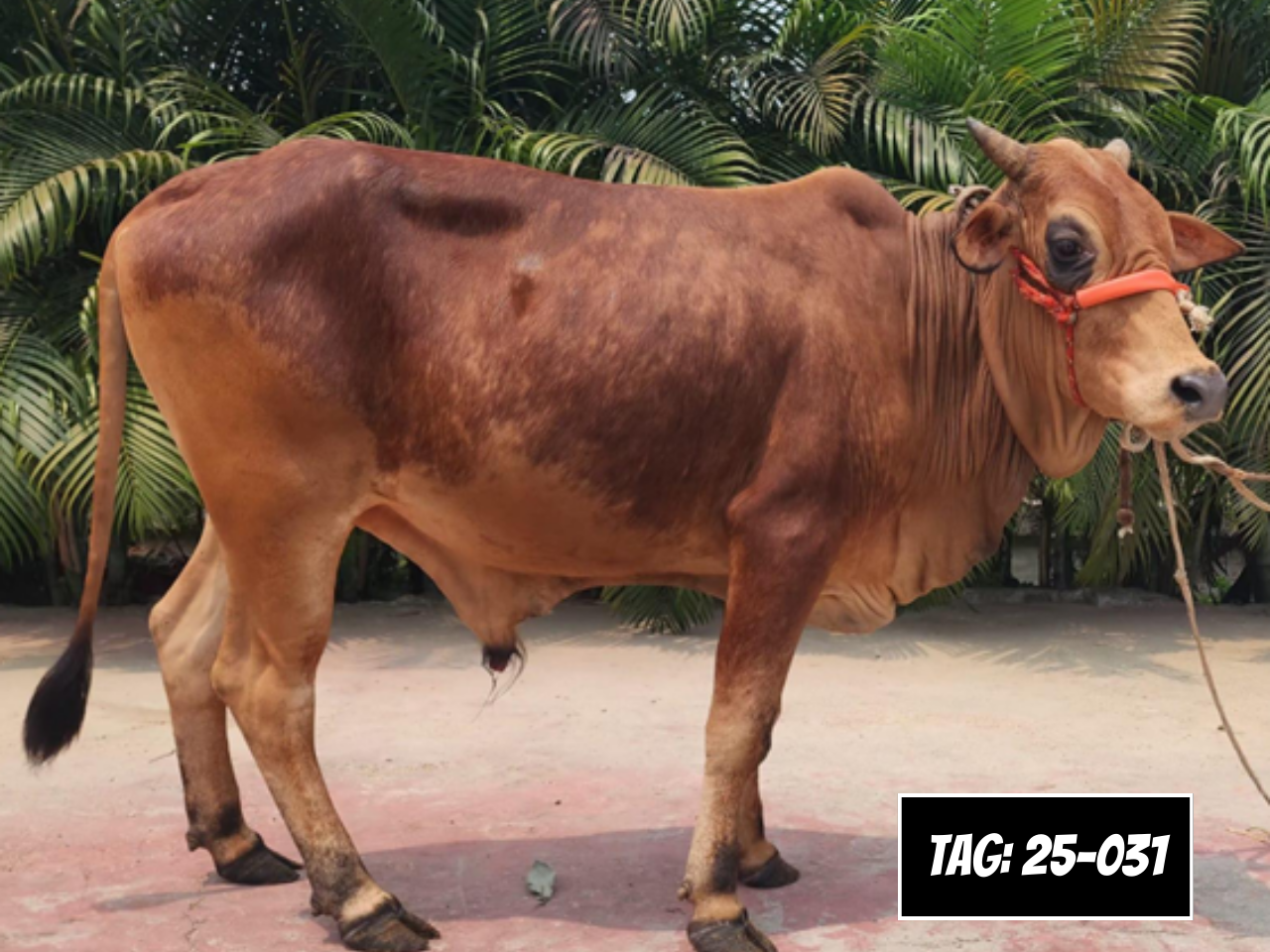 Picture of Deshi Shahiwal: Red (Tag: 25-031)