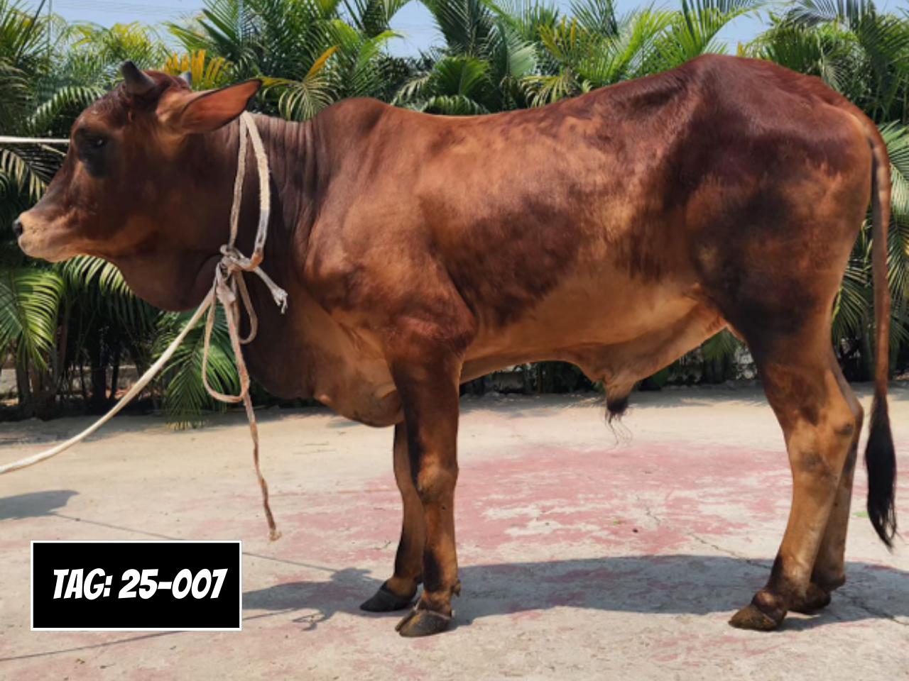 Picture of Deshi: Red (Tag No- 25-007)