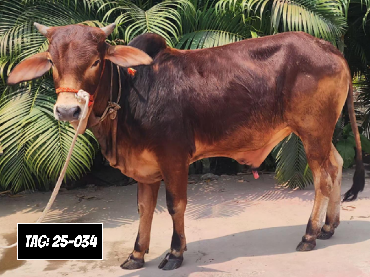 Picture of Deshi Shahiwal: Red (Tag: 25-034)