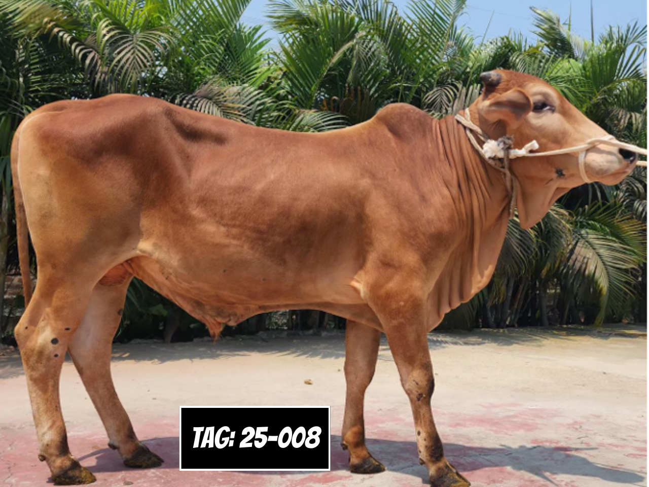 Picture of Deshi: Red (Tag No- 25-008)