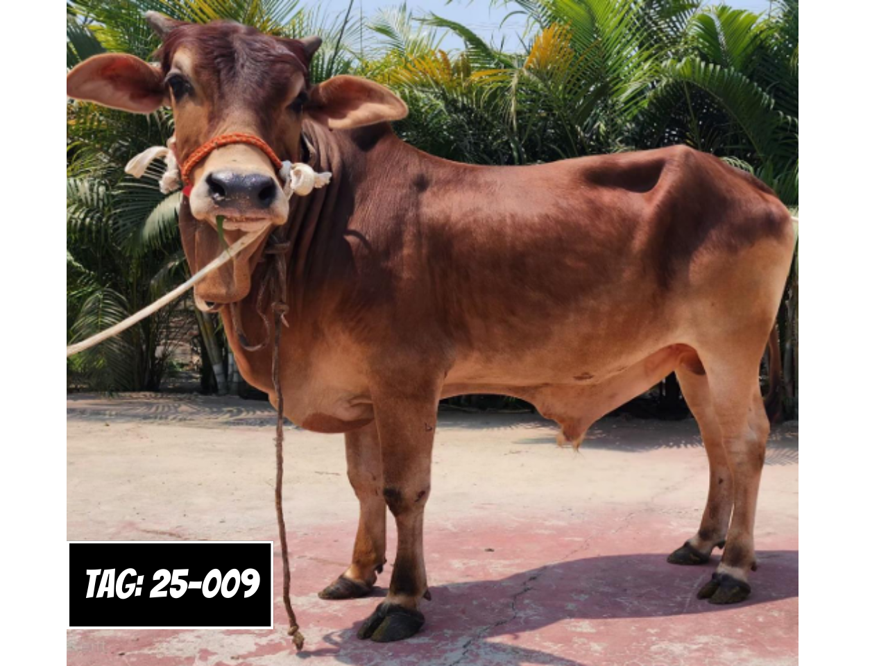 Picture of Deshi: Red (Tag No- 25-009)