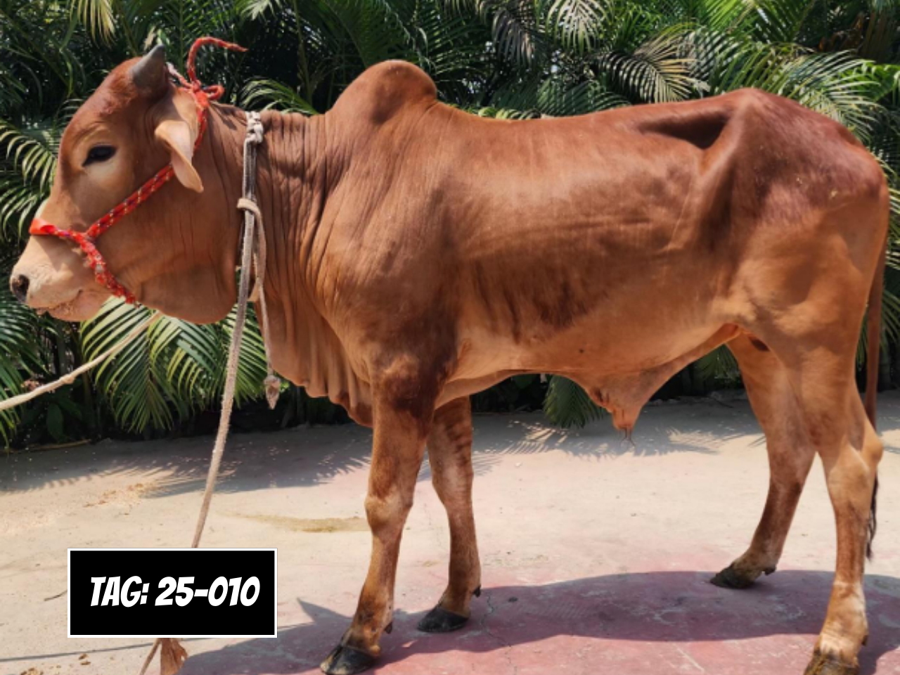 Picture of Deshi: Red (Tag No- 25-010)