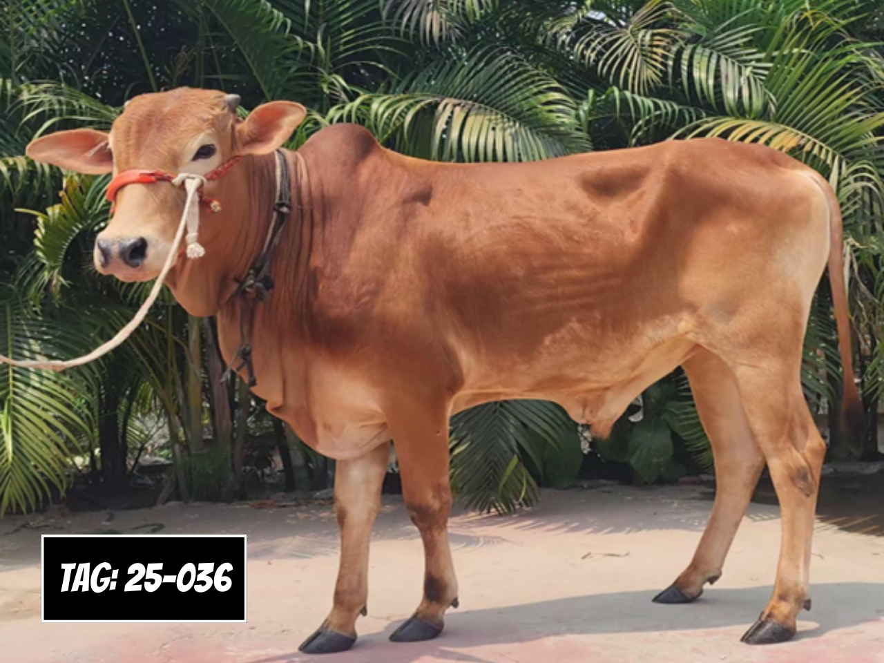 Picture of Deshi Shahiwal: Red (Tag: 25-036)