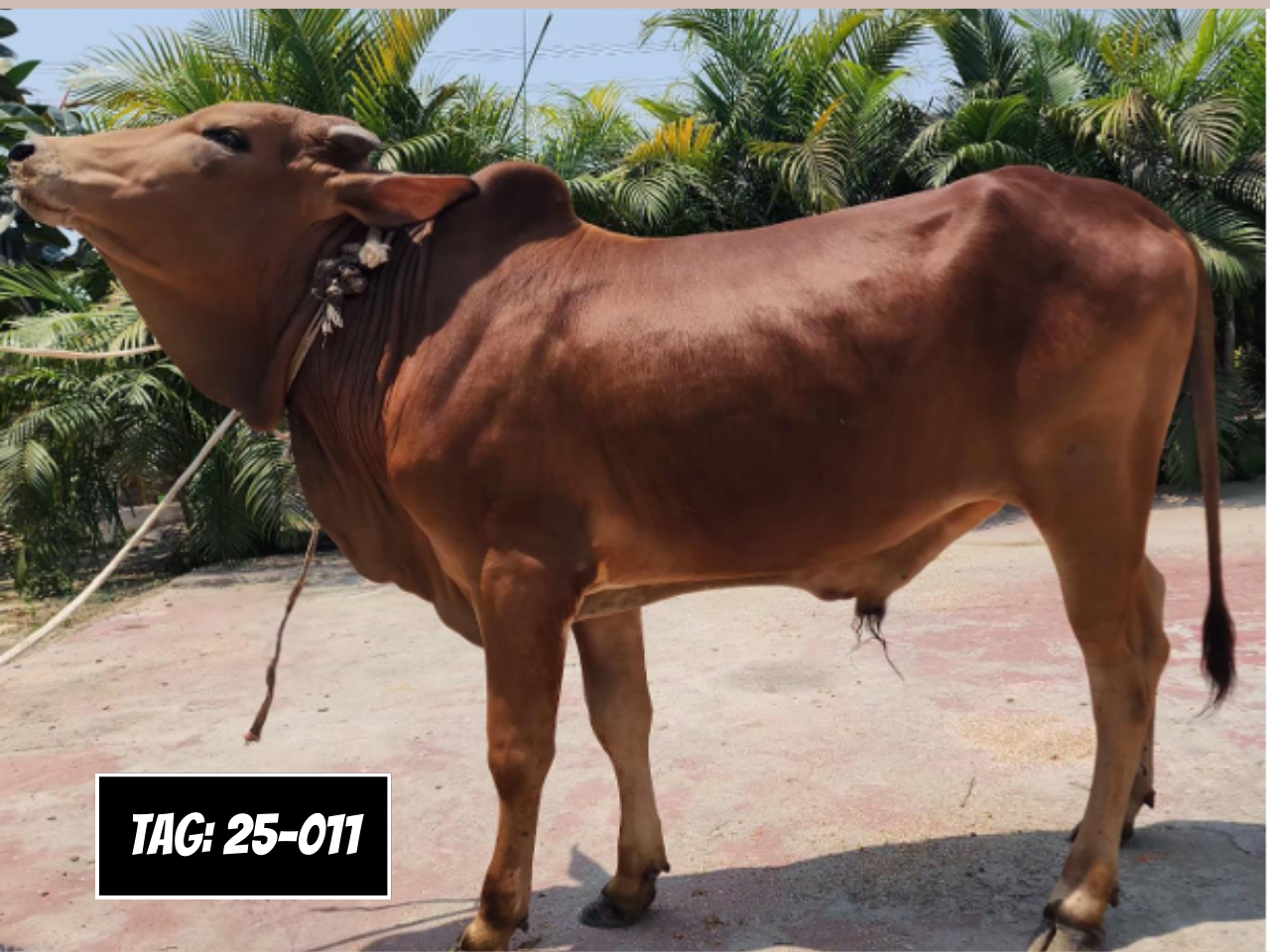 Picture of Deshi: Red (Tag No- 25-011)