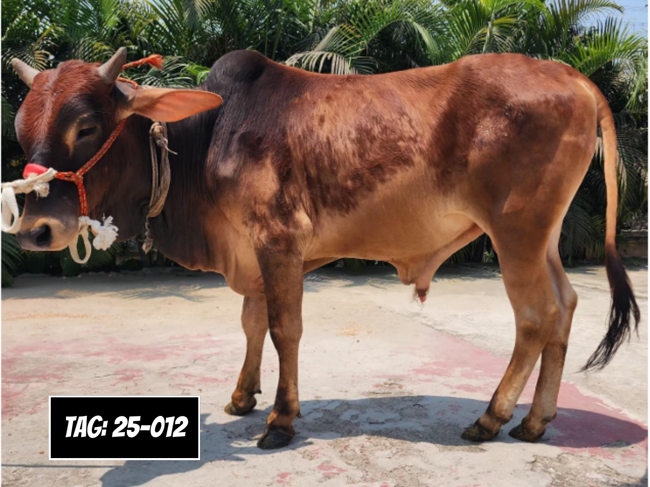 Picture of Deshi: Red (Tag No- 25-012)