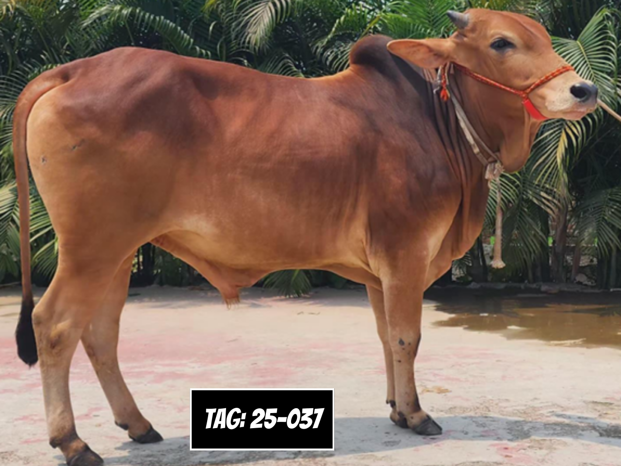 Picture of Deshi Shahiwal: Red (Tag: 25-037)