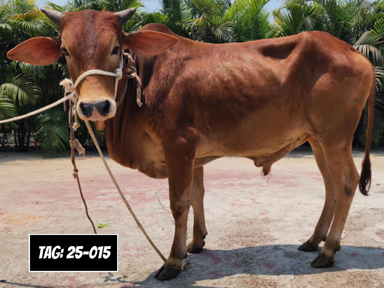 Picture of Deshi: Red (Tag No- 25-015)