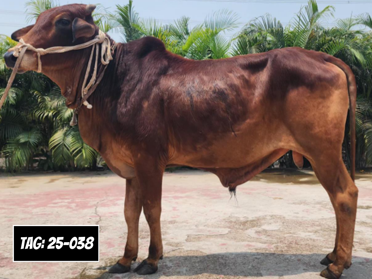 Picture of Deshi Shahiwal: Red (Tag: 25-038)