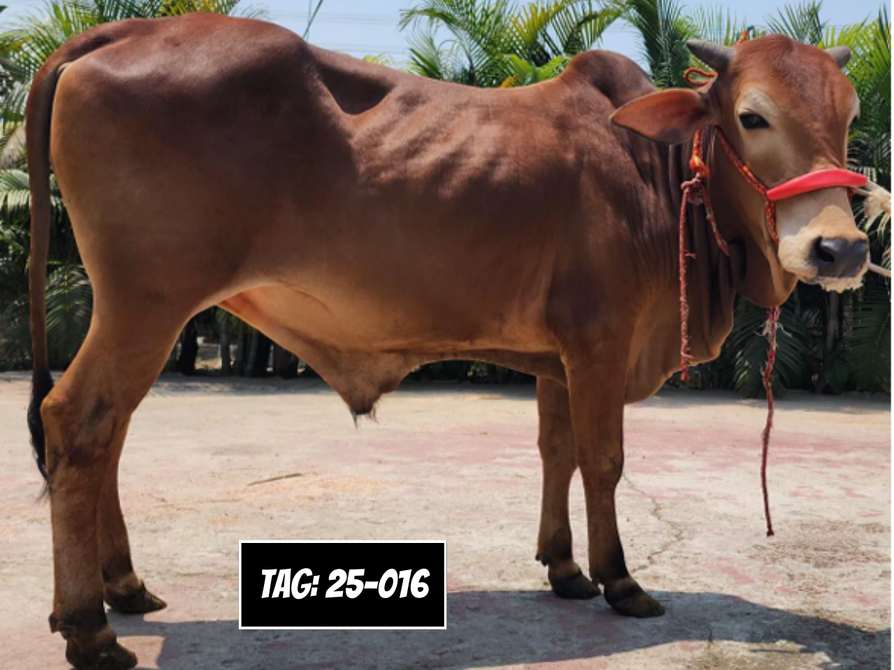 Picture of Deshi: Red (Tag No- 25-016)