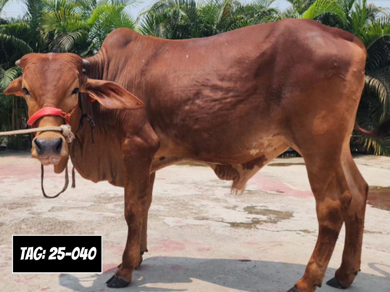 Picture of Deshi Shahiwal: Red (Tag: 25-040)