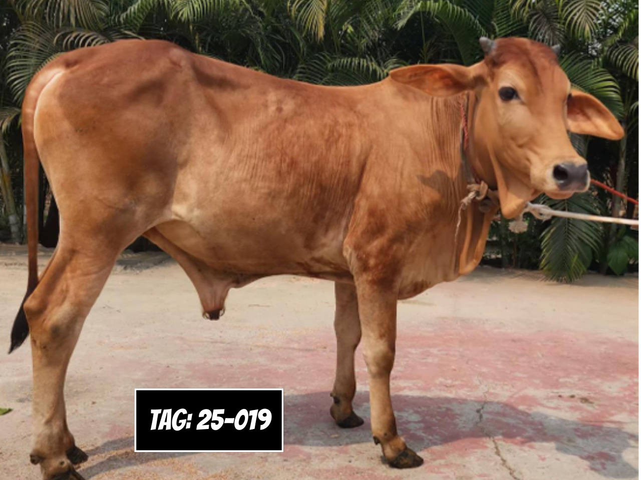 Picture of Deshi: Red (Tag No- 25-019)