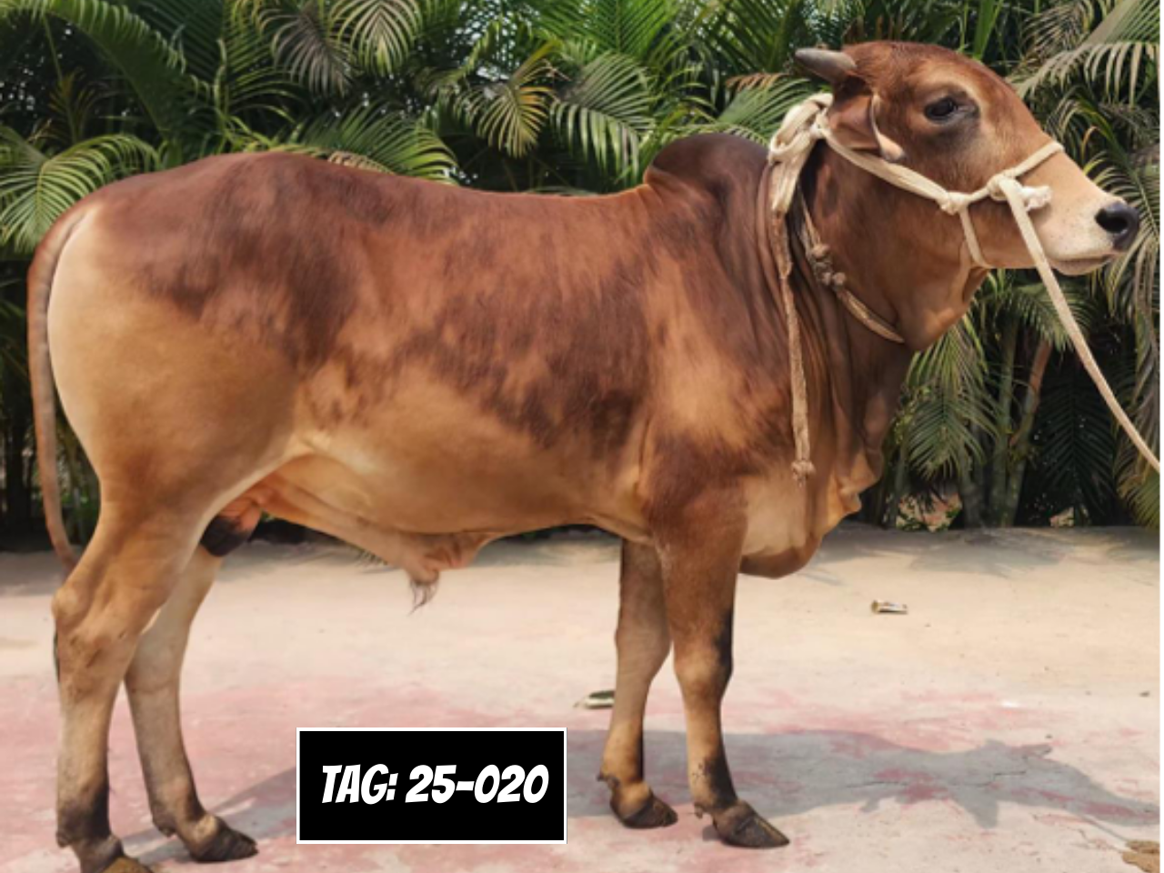 Picture of Deshi: Red (Tag No- 25-020)