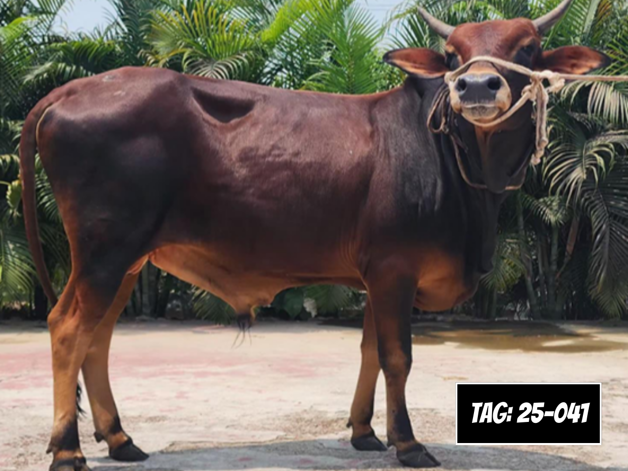 Picture of Deshi Shahiwal: Red (Tag: 25-041)