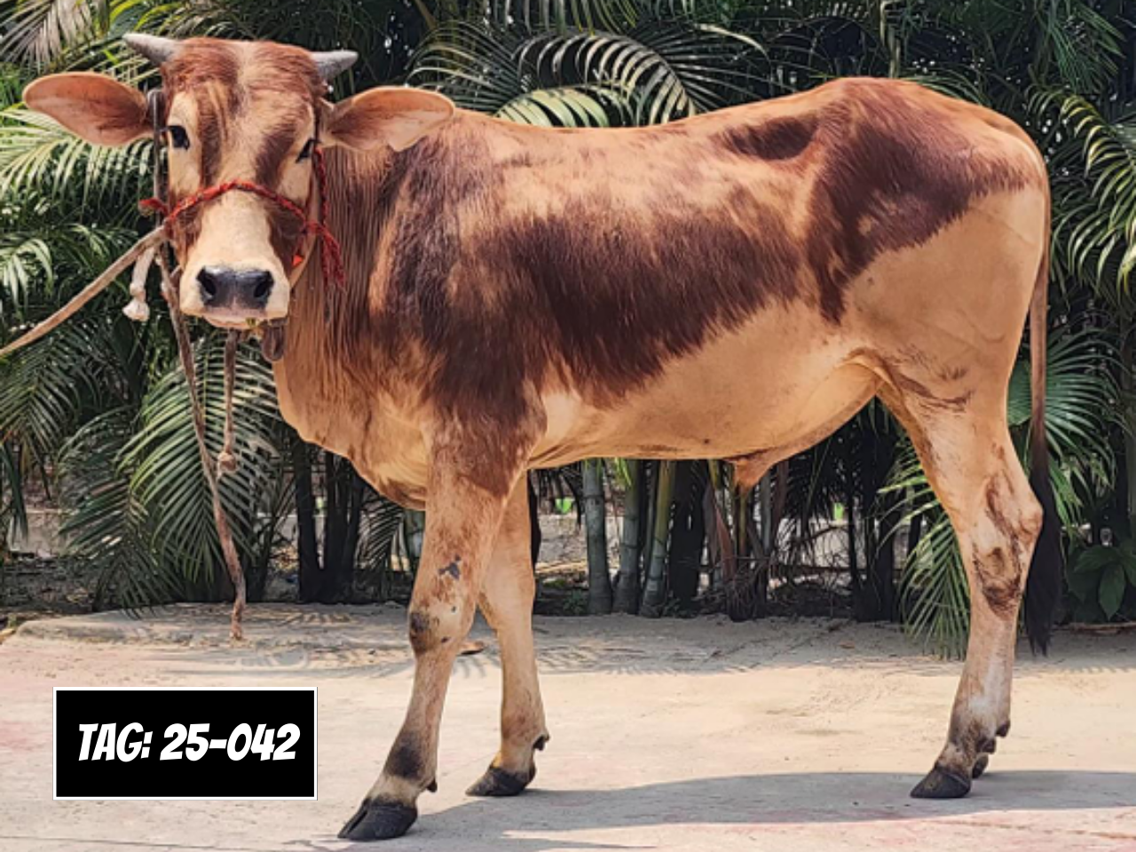 Picture of Deshi Shahiwal: Red (Tag: 25-042)
