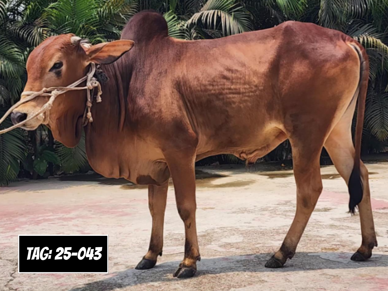 Picture of Deshi Shahiwal: Red (Tag: 25-043)