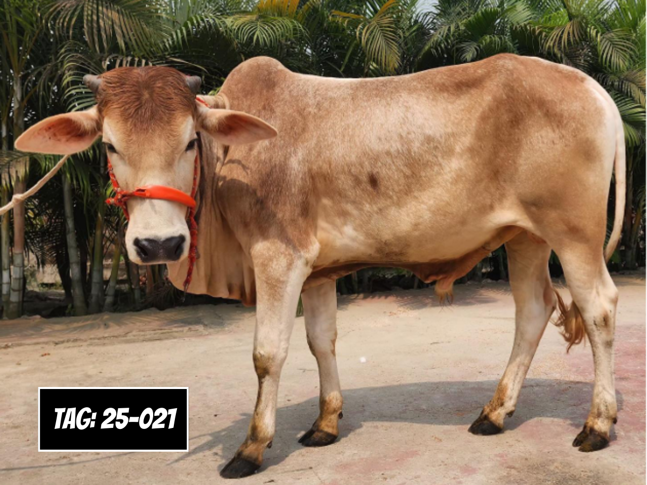 Picture of Deshi: Reddish white (Tag No- 25-021)