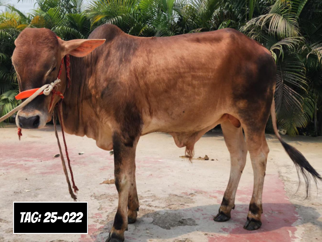 Picture of Deshi: Red (Tag No- 25-022)