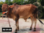 Deshi: Red (Tag No- 25-022)