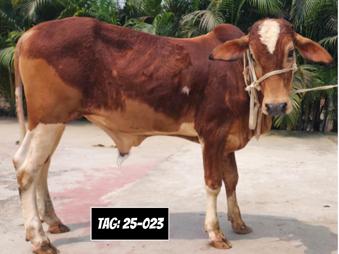 Picture of Deshi: Red (Tag No- 25-023)