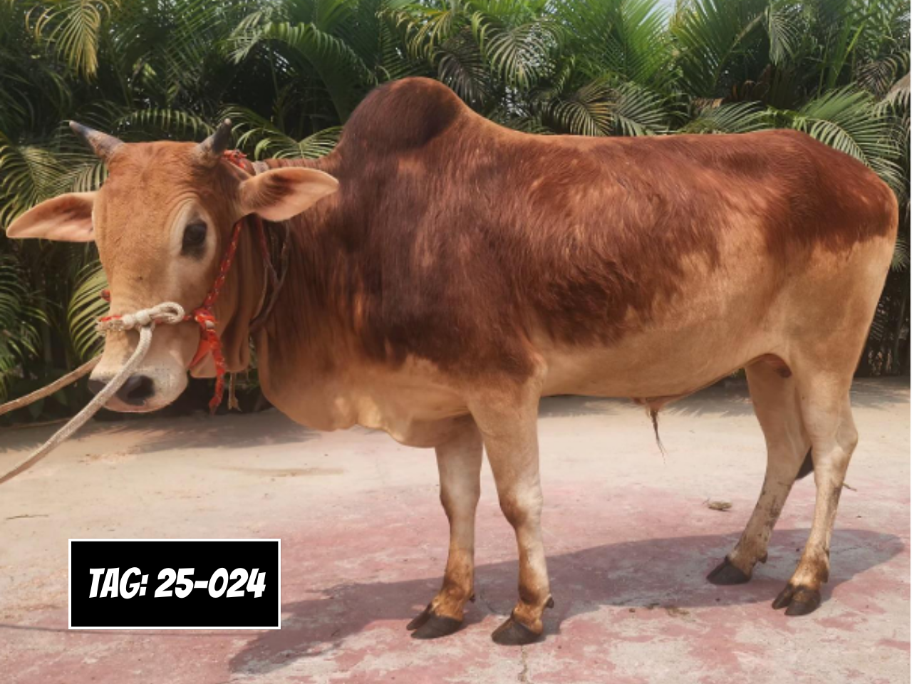 Picture of Deshi: Red (Tag No- 25-024)