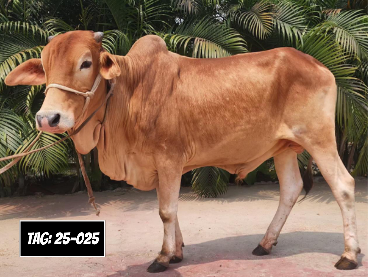 Picture of Deshi: Red (Tag No- 25-025)