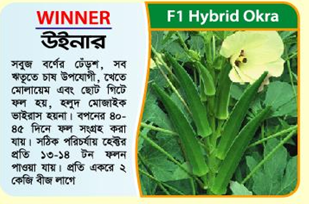 Picture of WINNER F1 Hybrid Okra -100 Gram