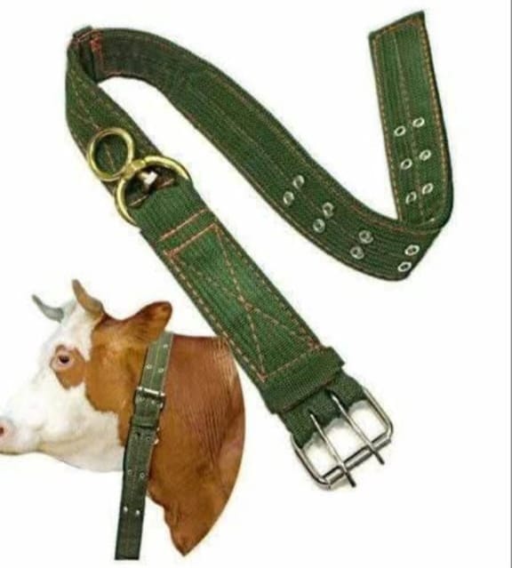 Picture of Cow Collar belt -Per Piece