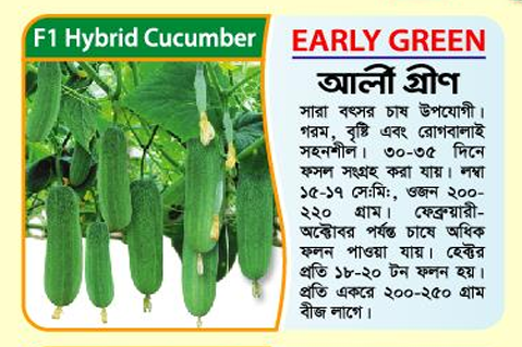 Picture of Early Green Hybrid Cucumber Seeds -5 Gram