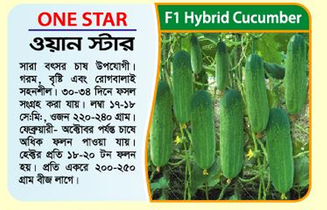Picture of One Star Hybrid Cucumber Seeds -1 Kg