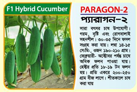 Picture of Paragon-2 Hybrid Cucumber Seeds -5g