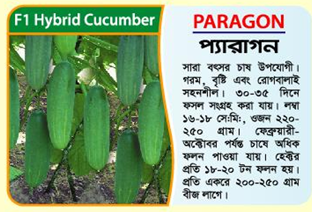 Picture of Paragon Hybrid Cucumber Seeds 5g