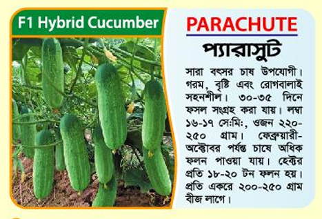 Picture of Parachute Hybrid Cucumber Seeds 5g