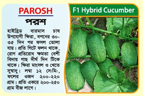 Picture of Parosh F1 Hybrid Gherkin Seeds 1kg