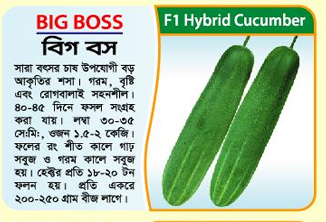 Picture of Big Boss Hybrid Cucumber Seeds (Large-sized) 5g