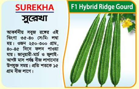 Picture of Surekha Hybrid Ridge Gourd Seeds 10g