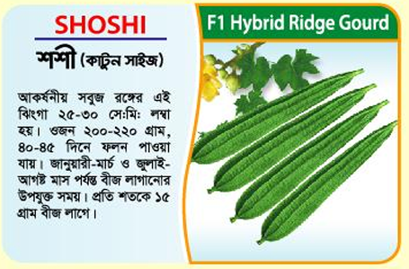 Picture of Shoshi Hybrid Ridge Gourd Seeds 5g