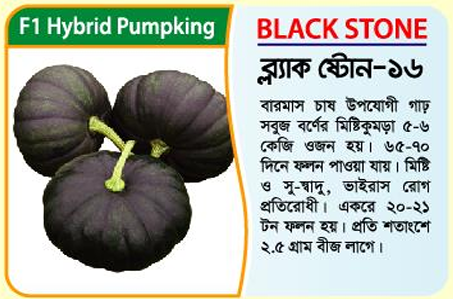 Picture of Black Stone-16 Hybrid Pumpkin Seeds 10g - copy