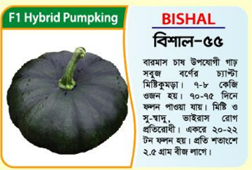 Picture of BISHAL-55 Hybrid Pumpkin Seeds 10g