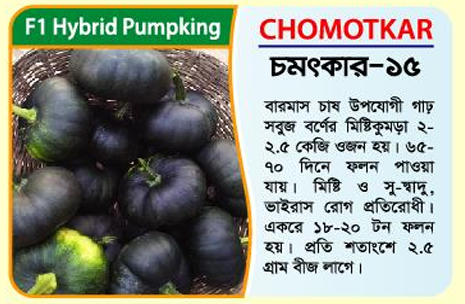 Picture of CHOMOTKAR-15 Hybrid Pumpkin Seeds (10g) - 1kg