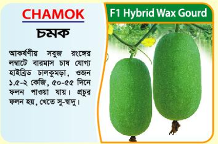 Picture of CHAMOK 555 Hybrid Wax Gourd Seeds 10g