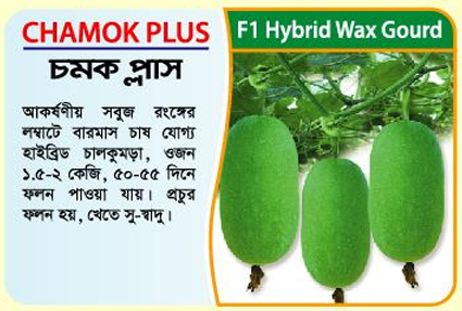 Picture of CHAMOK PLUS Hybrid Wax Gourd Seeds 5 gm