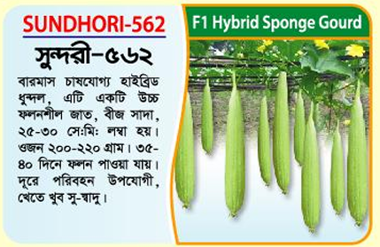 Picture of SUNDHORI-562 Hybrid Sponge Gourd Seeds (5 gm) - 1kg