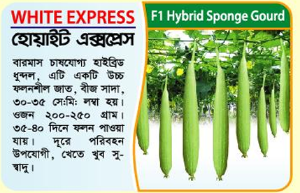 Picture of White Express Hybrid Sponge Gourd Seed 5 gm